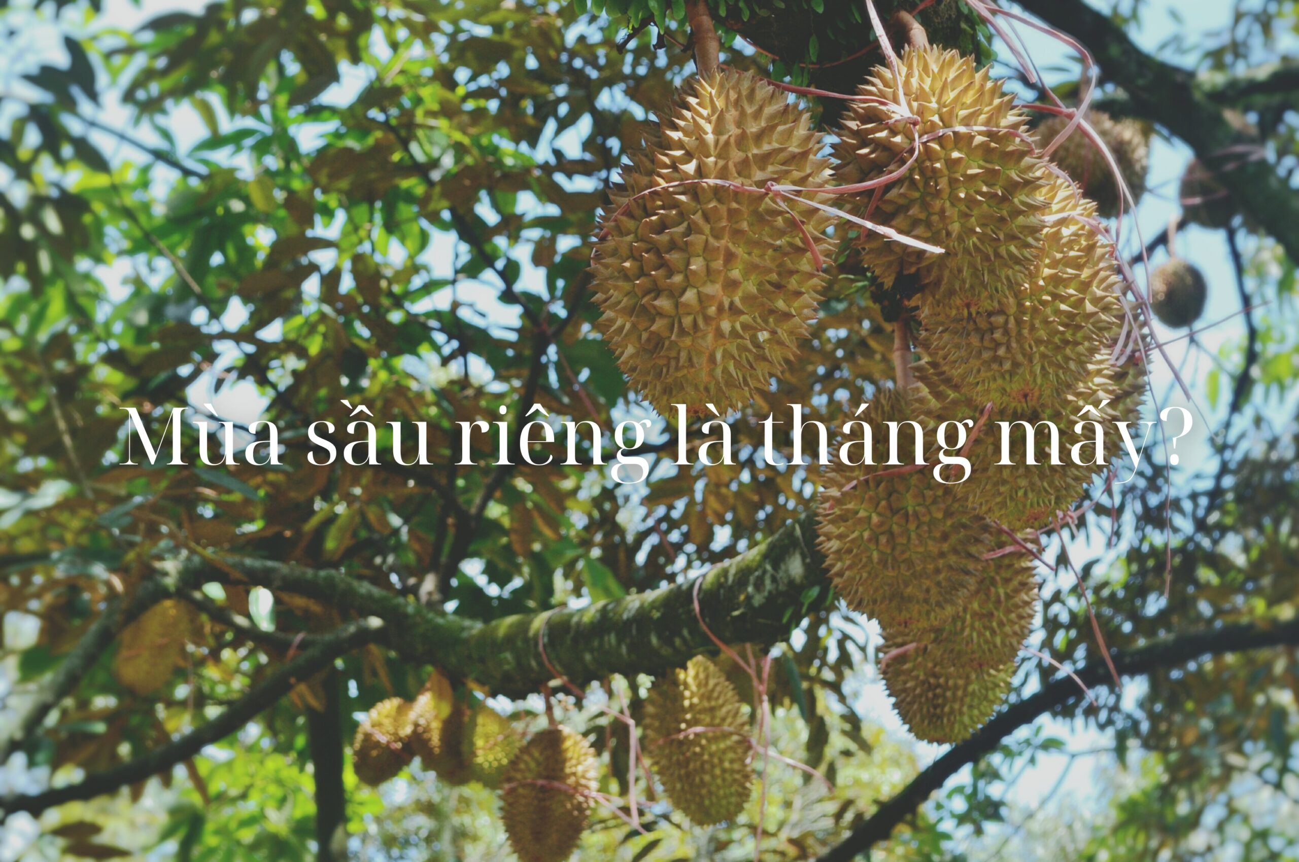 mua sau rieng thang may