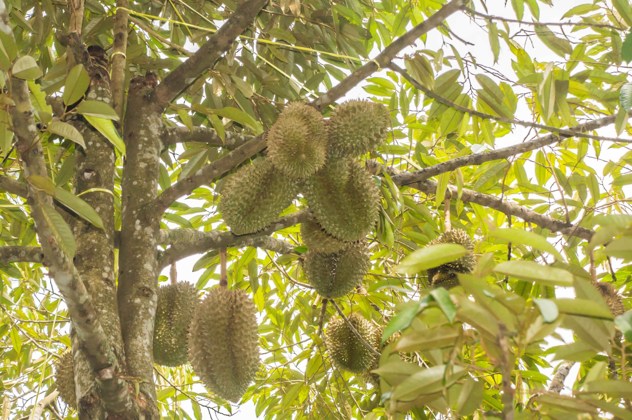 sầu riêng mùa nào