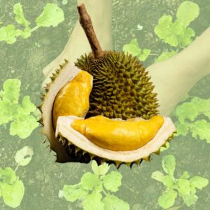 Giá Cây Giống Sầu Riêng Musang King