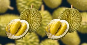 Sầu Riêng Musang King